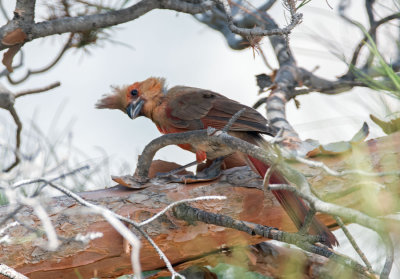 Pyrrhuloxia