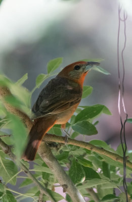 Hepatic Tanager