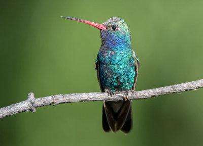 Broad-billed Hummingbird