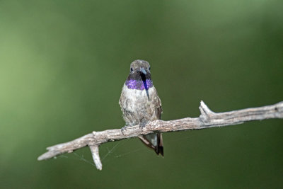 Black-chinned Hummingbird