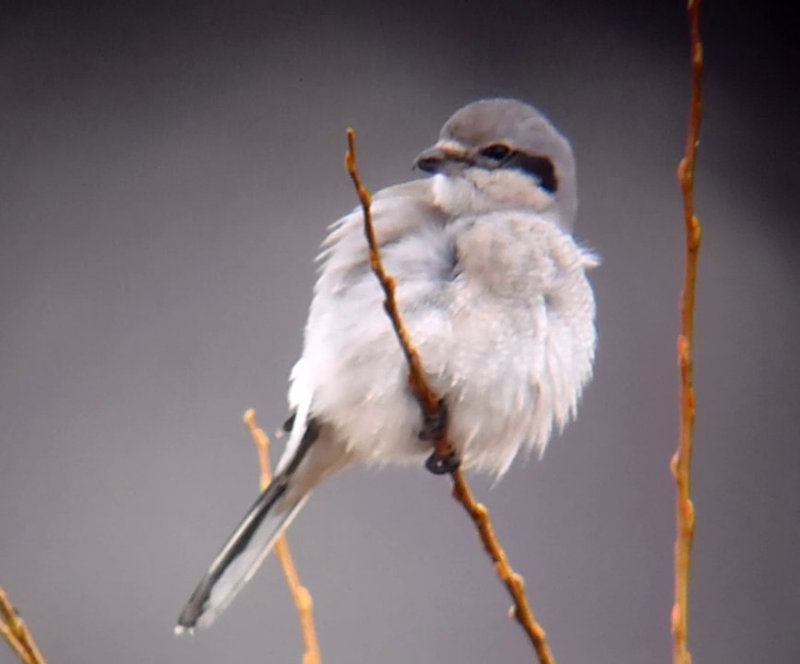 Northern Shrike