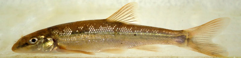 Longnose Dace