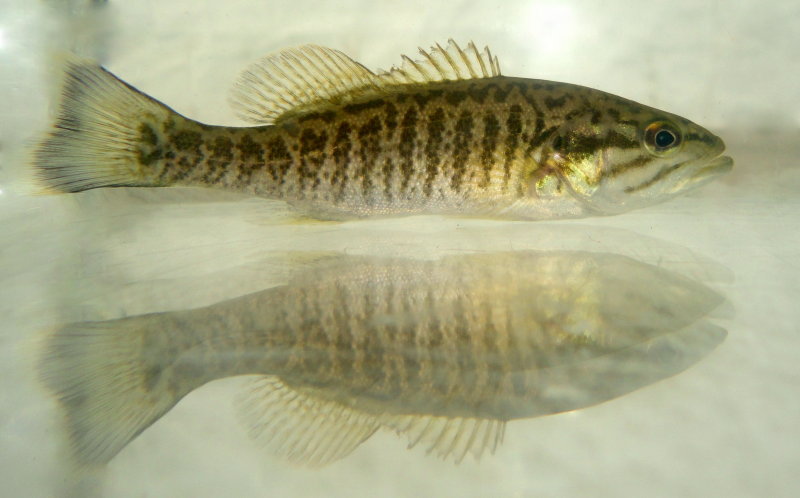 Smallmouth Bass