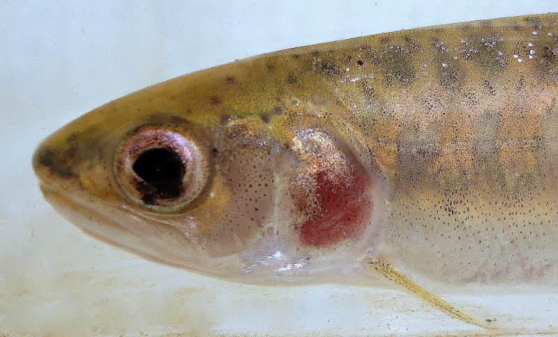 Unique Chinook