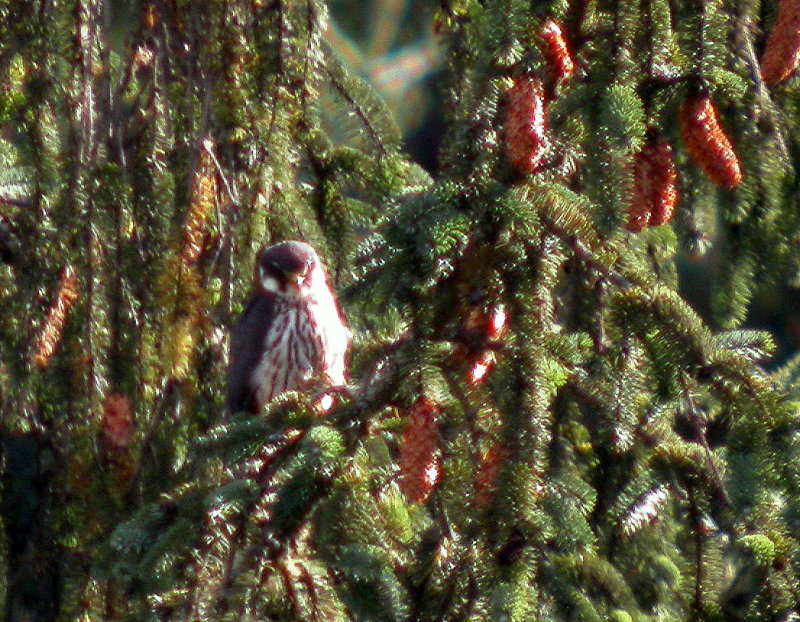 Eurasian Hobby