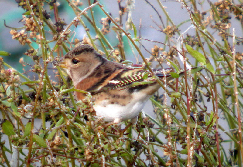 Brambling