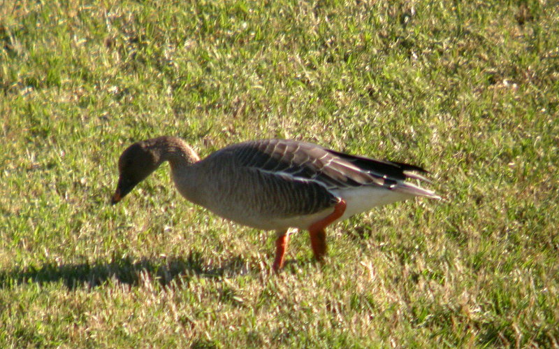 Tundra Bean Goose