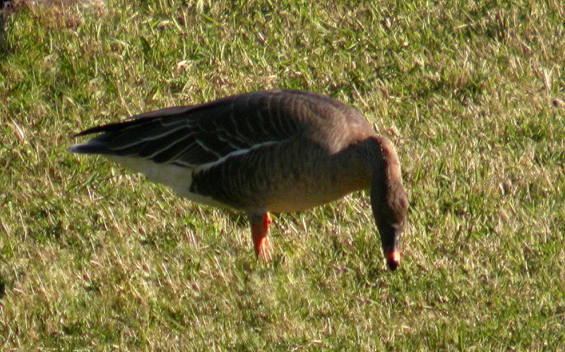 Tundra Bean Goose