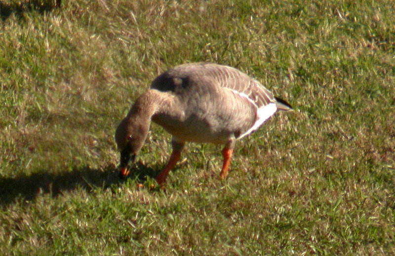 Tundra Bean Goose