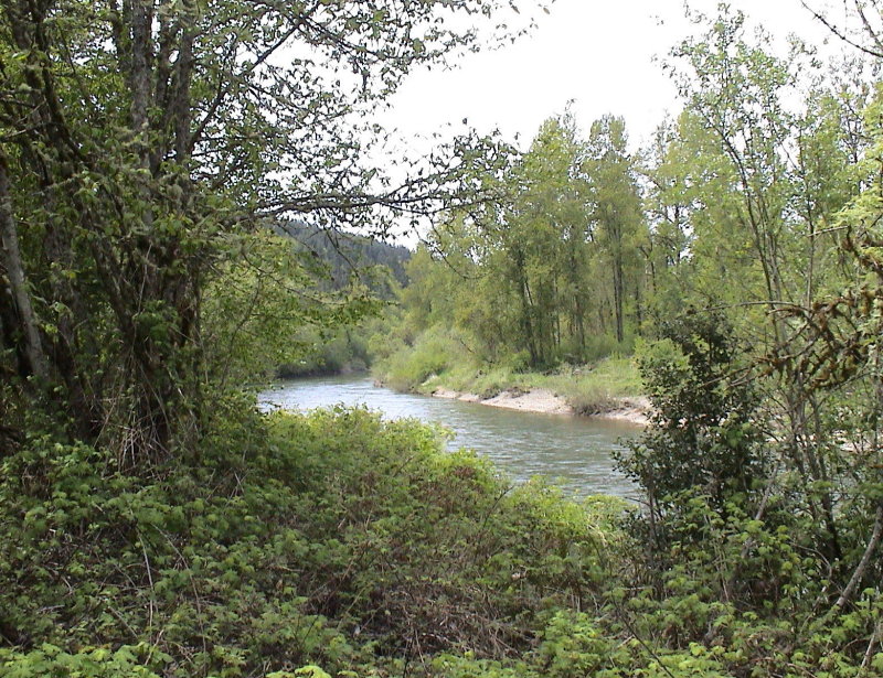Chehalis River Trap