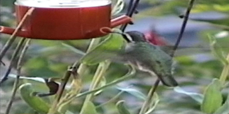 Xantus's Hummingbird