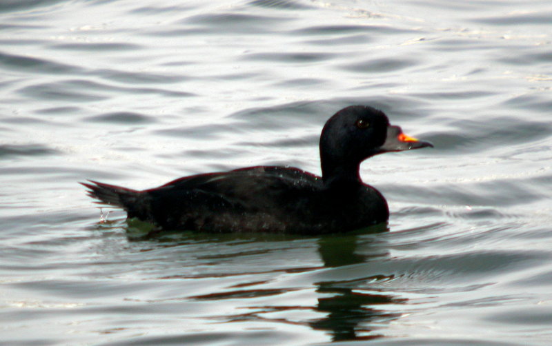 Common Scoter