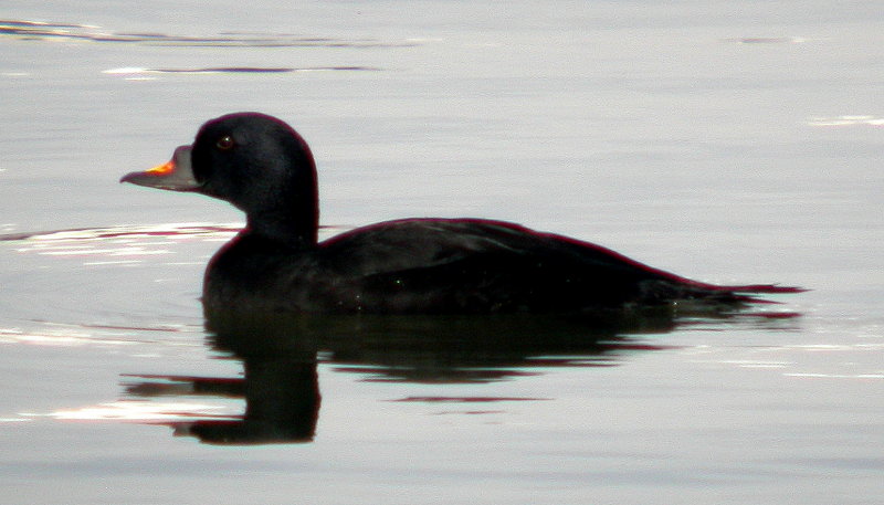 Common Scoter