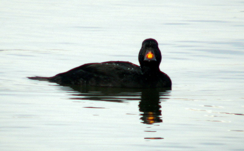 Common Scoter