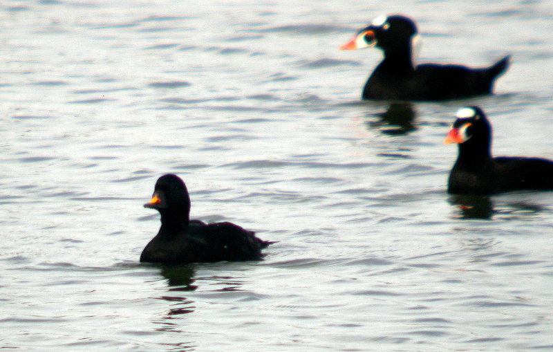 scoter_more