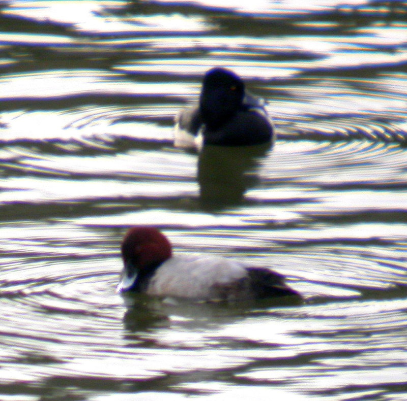 Common Pochard