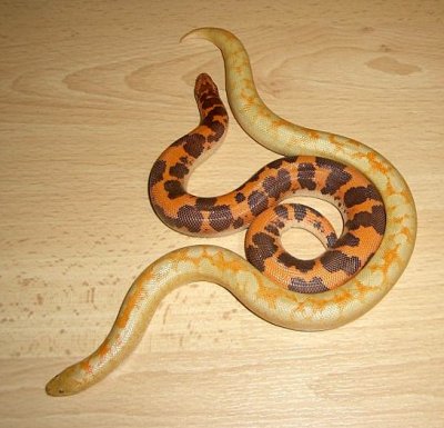 Kenyan Sand Boa