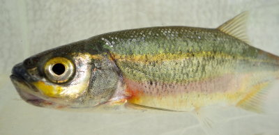 Red-sided Shiner
