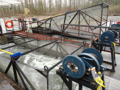 Chehalis River Trap