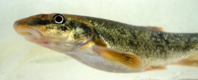 Long-nosed Dace