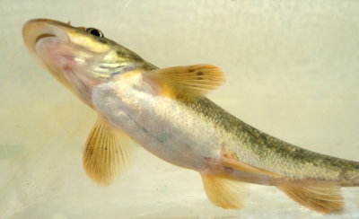 Long-nosed Dace