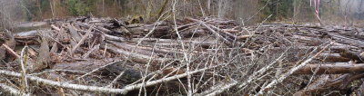 Clear Creek Log Jam
