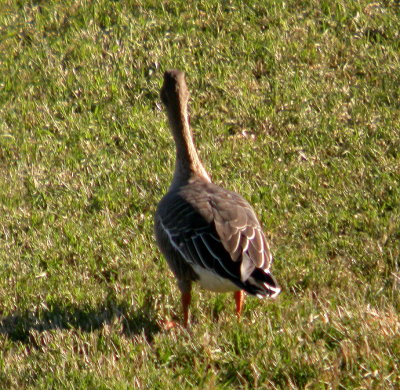 Tundra Bean Goose