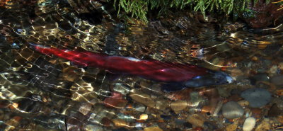 Kokanee