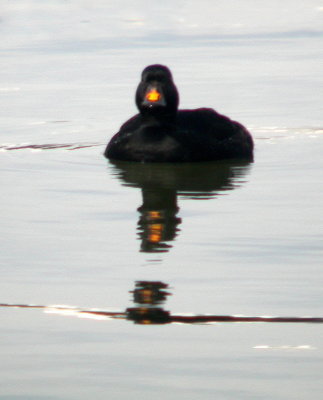 Common Scoter