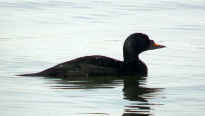 scoter_more