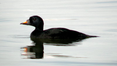 Common Scoter