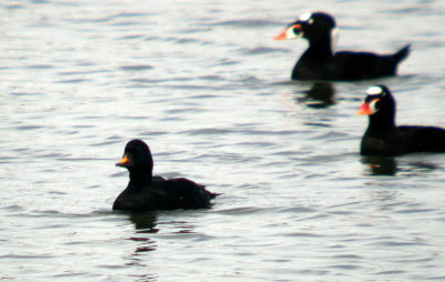 Common Scoter