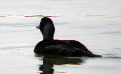 Common Scoter