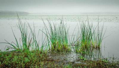 Myakka State Park Florida