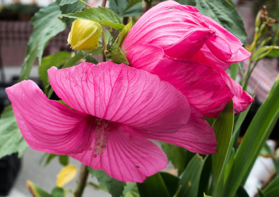 DSC04878.jpg