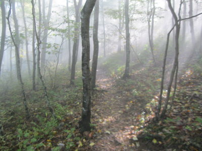 Misty trail
