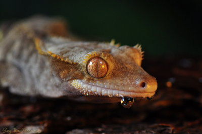 Eyelash Lizard.JPG