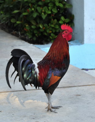 Key West Cock Of The Walk.JPG