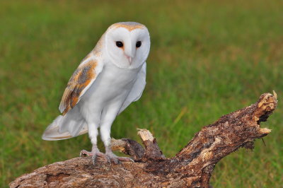 European Barn Owl.jpg