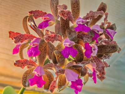 Intl Orchid Show _04.jpg