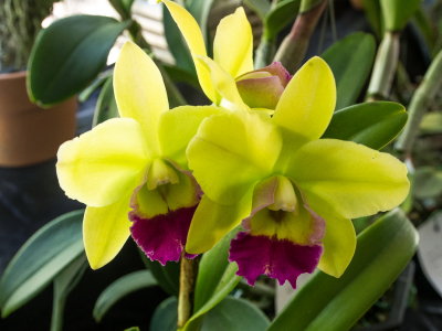 Intl Orchid Show _02.jpg