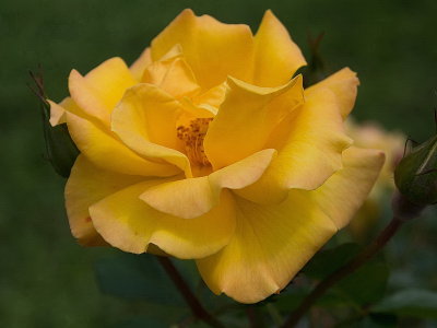 Tyler Rose Garden_02.jpg