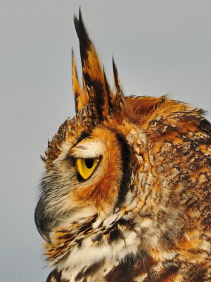 Great Horned Owl_22.jpg