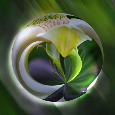 Magnolia 2.jpg