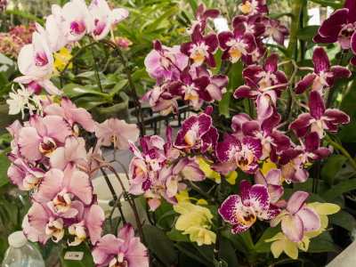 Intl Orchid Show _25.jpg