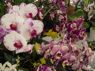 Intl Orchid Show _26.jpg