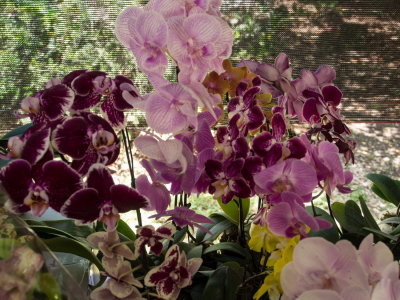 Intl Orchid Show _27.jpg