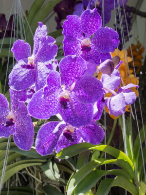 Intl Orchid Show _30.jpg