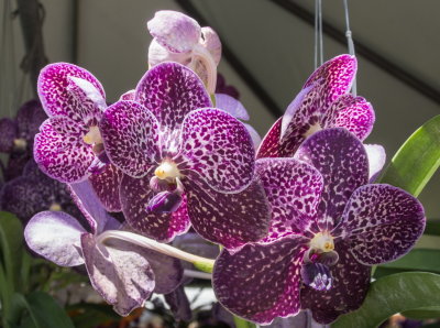 Intl Orchid Show _31.jpg