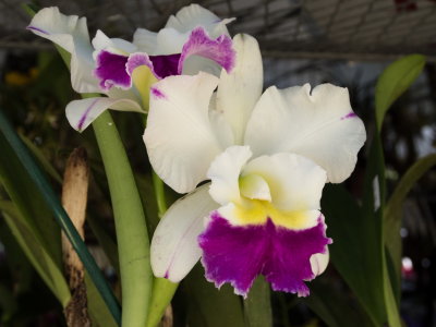 International Orchid Show Miami, FL 2015